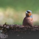  Oiseaux de nos campagnes 