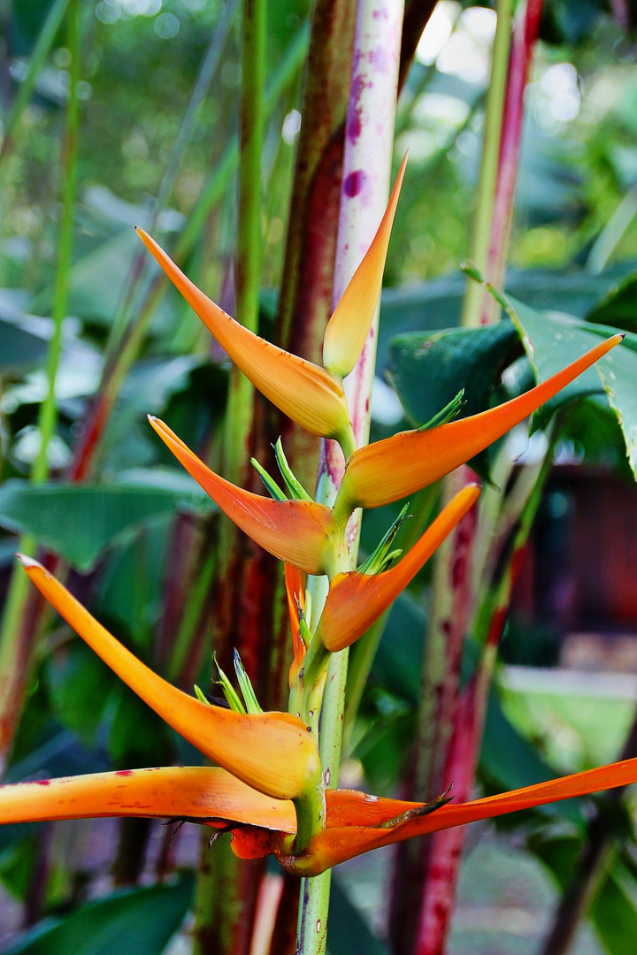 oiseaux de paradis (strelitzia)