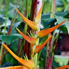 oiseaux de paradis (strelitzia)