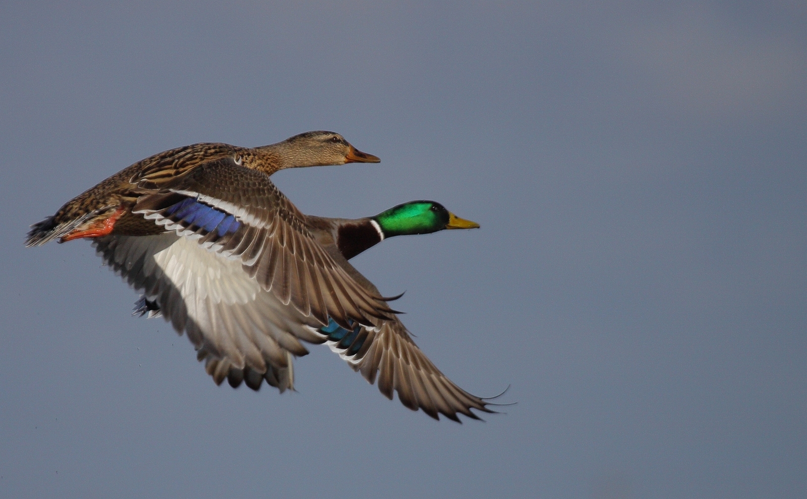 _oiseaux de vendee