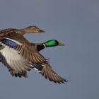 _oiseaux de vendee