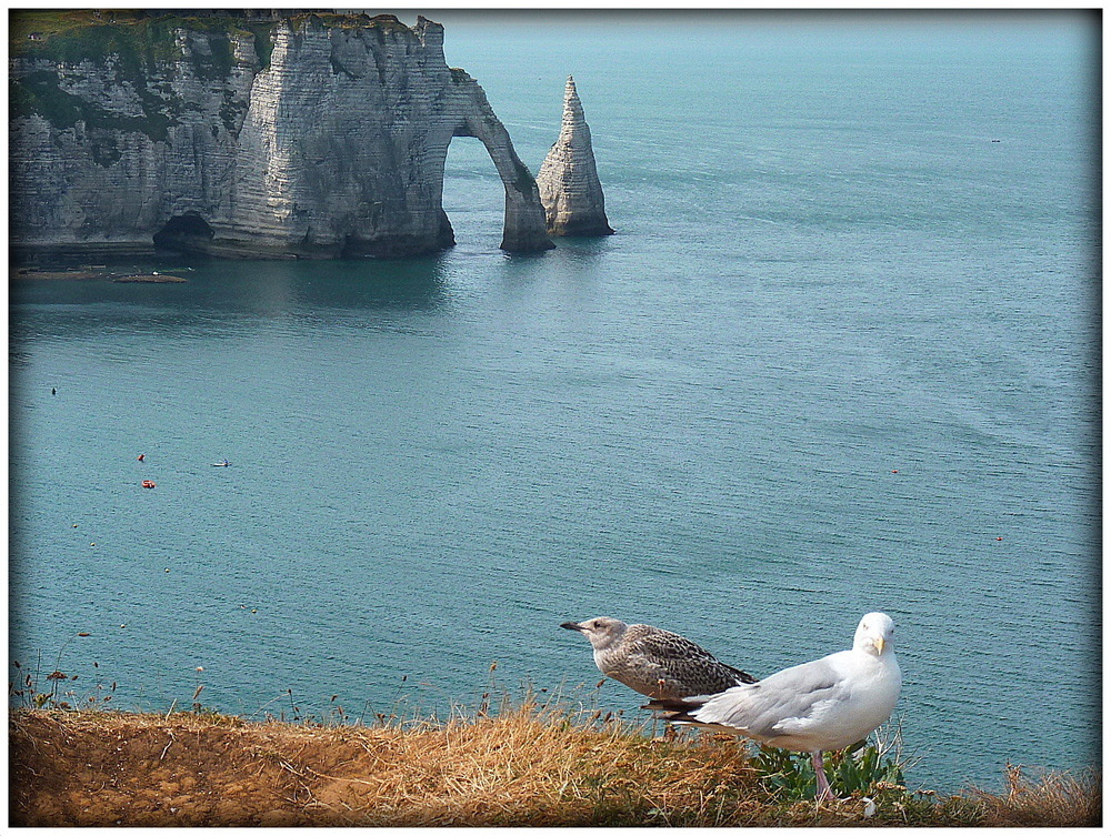 OISEAUX DES FALAISES .