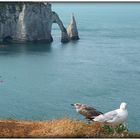 OISEAUX DES FALAISES .