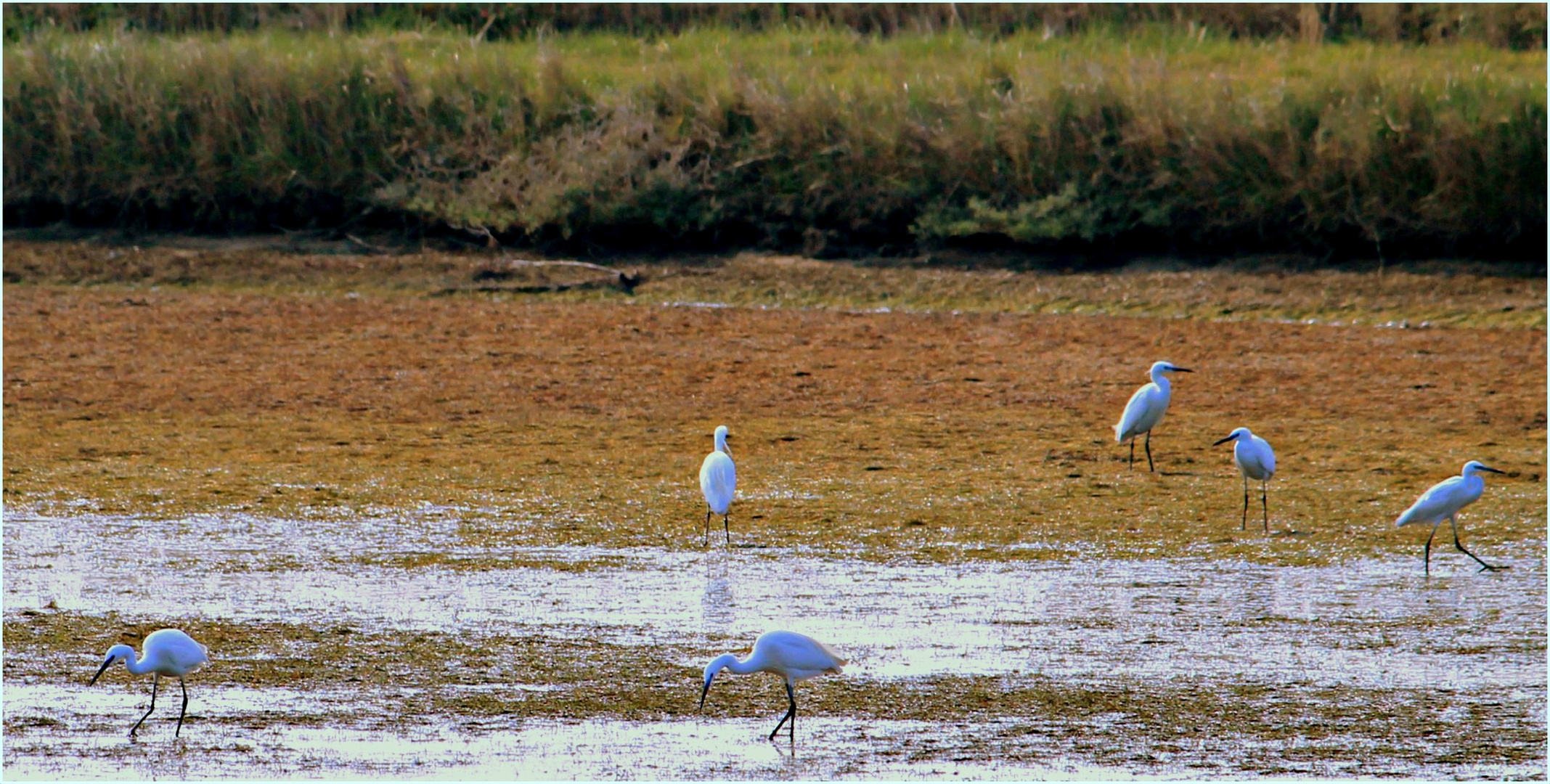 *Oiseaux des Marais*