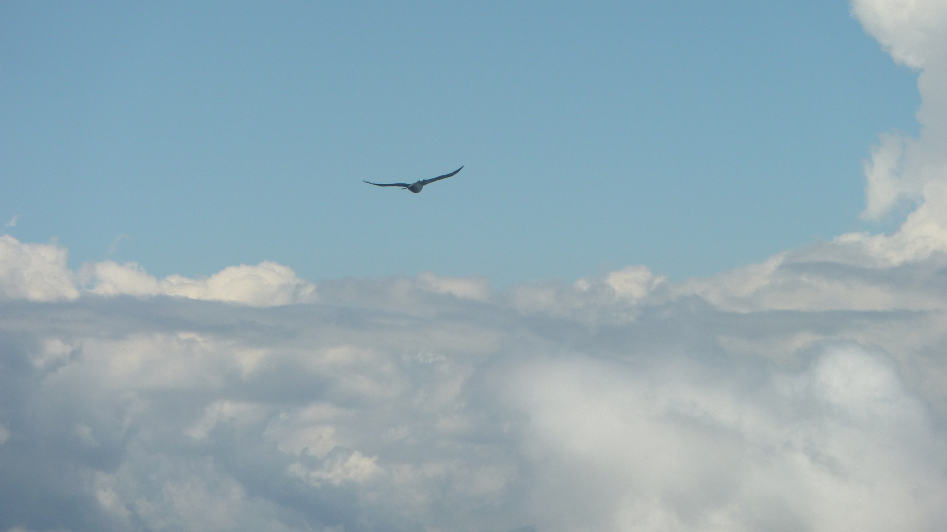 oiseaux ds le ciel