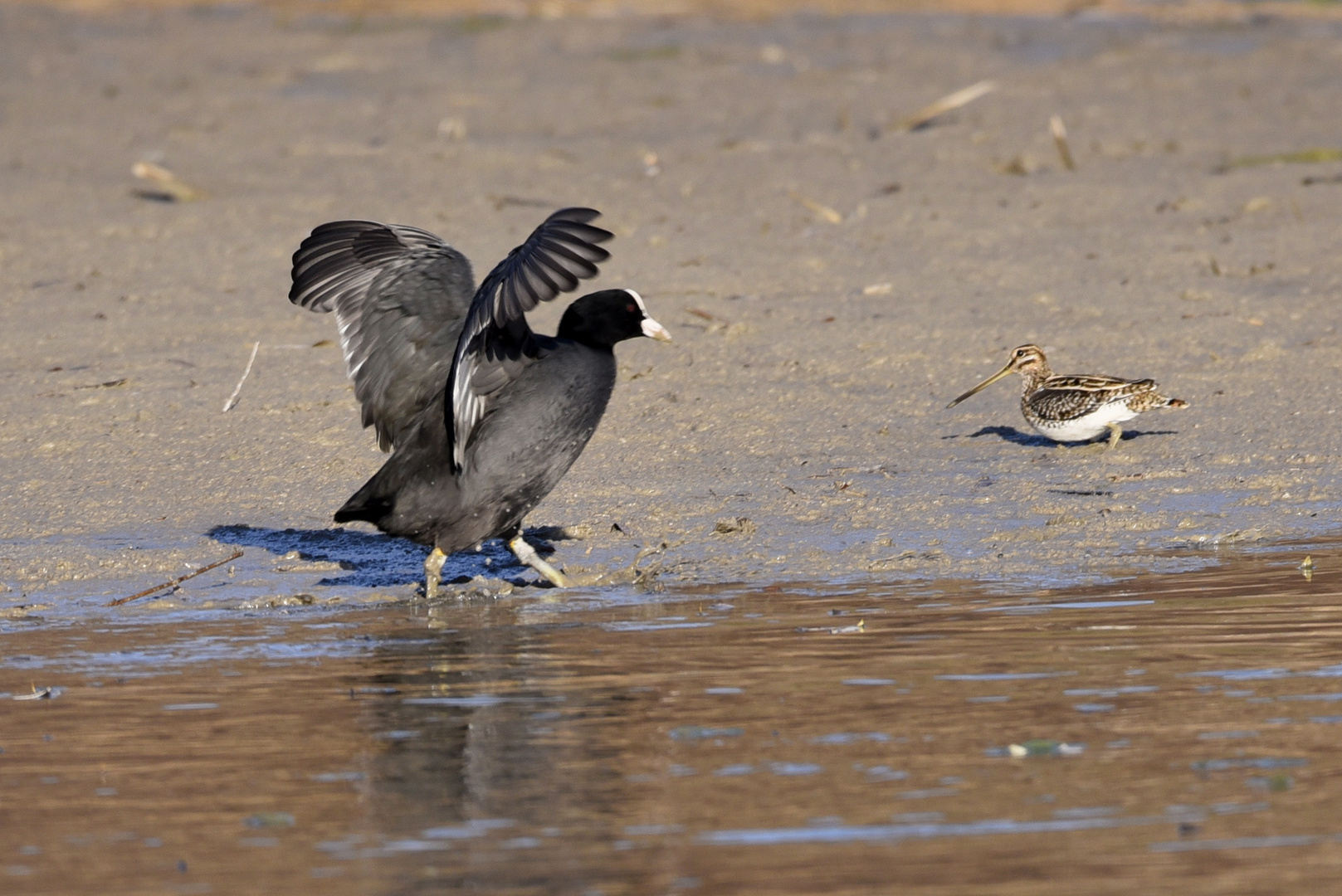 oiseaux du lac