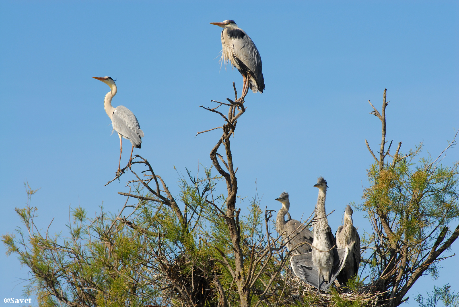 oiseaux du Pont Du Gaud