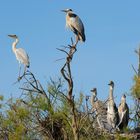 oiseaux du Pont Du Gaud