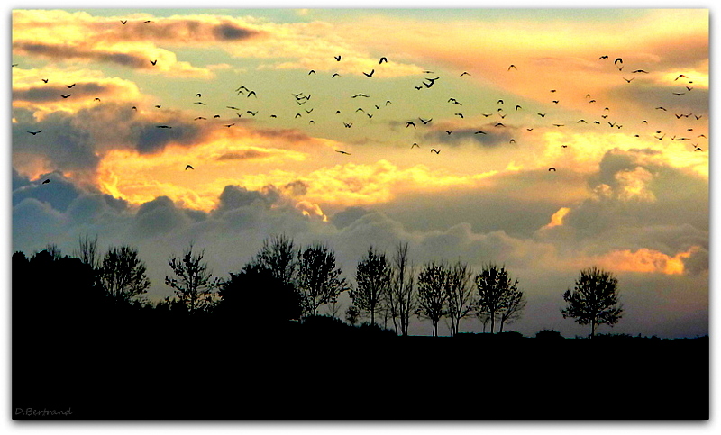 oiseaux du soir....