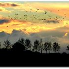 oiseaux du soir....