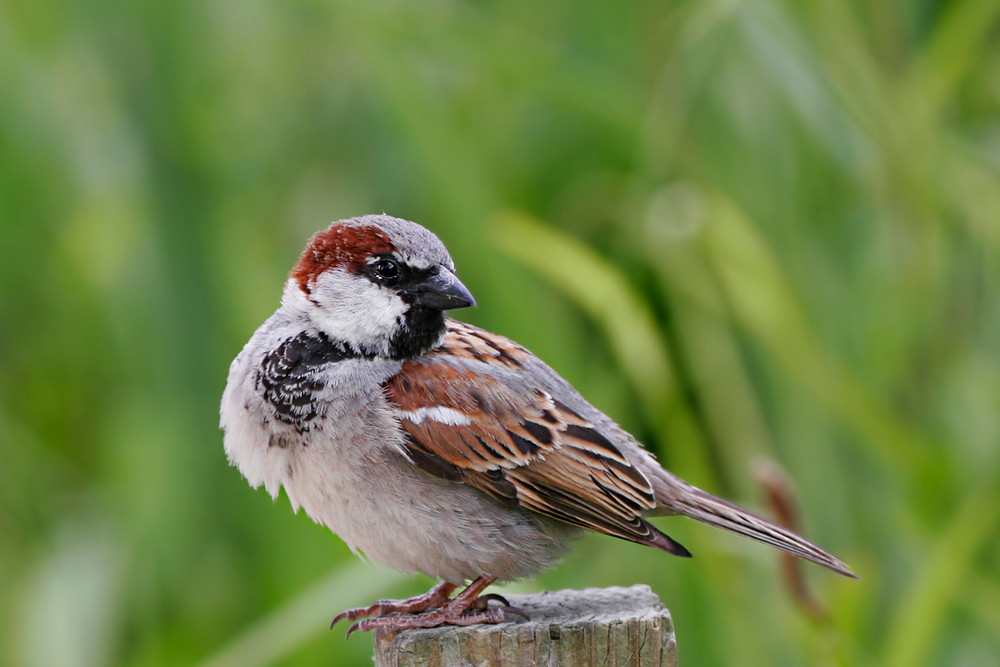 OISEAUX ET COULEURS