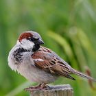 OISEAUX ET COULEURS