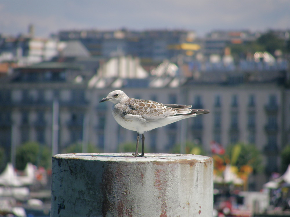 Oiseaux lac leman Geneve