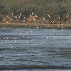 oiseaux non identifiés