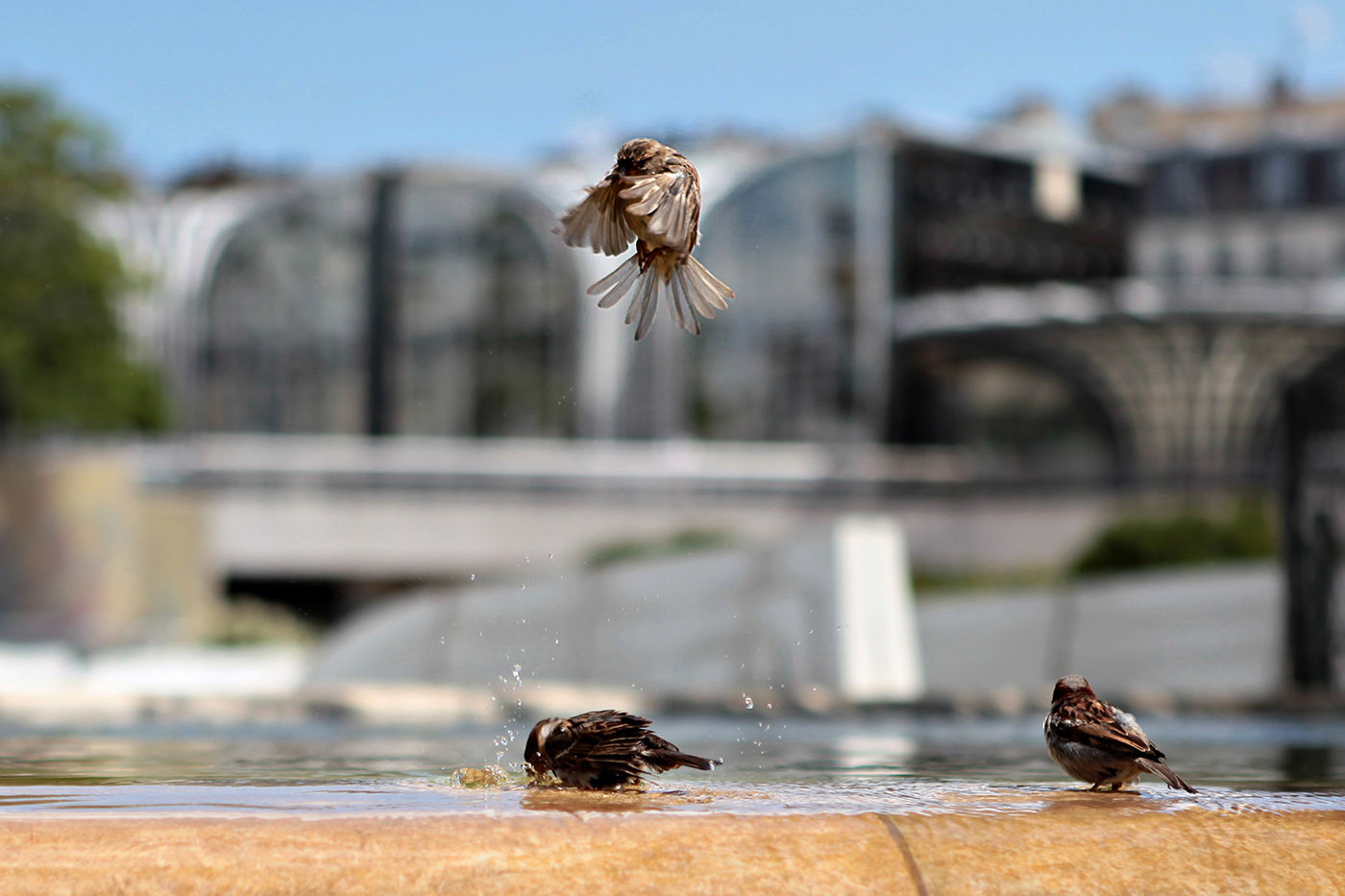 Oiseaux près des Halles