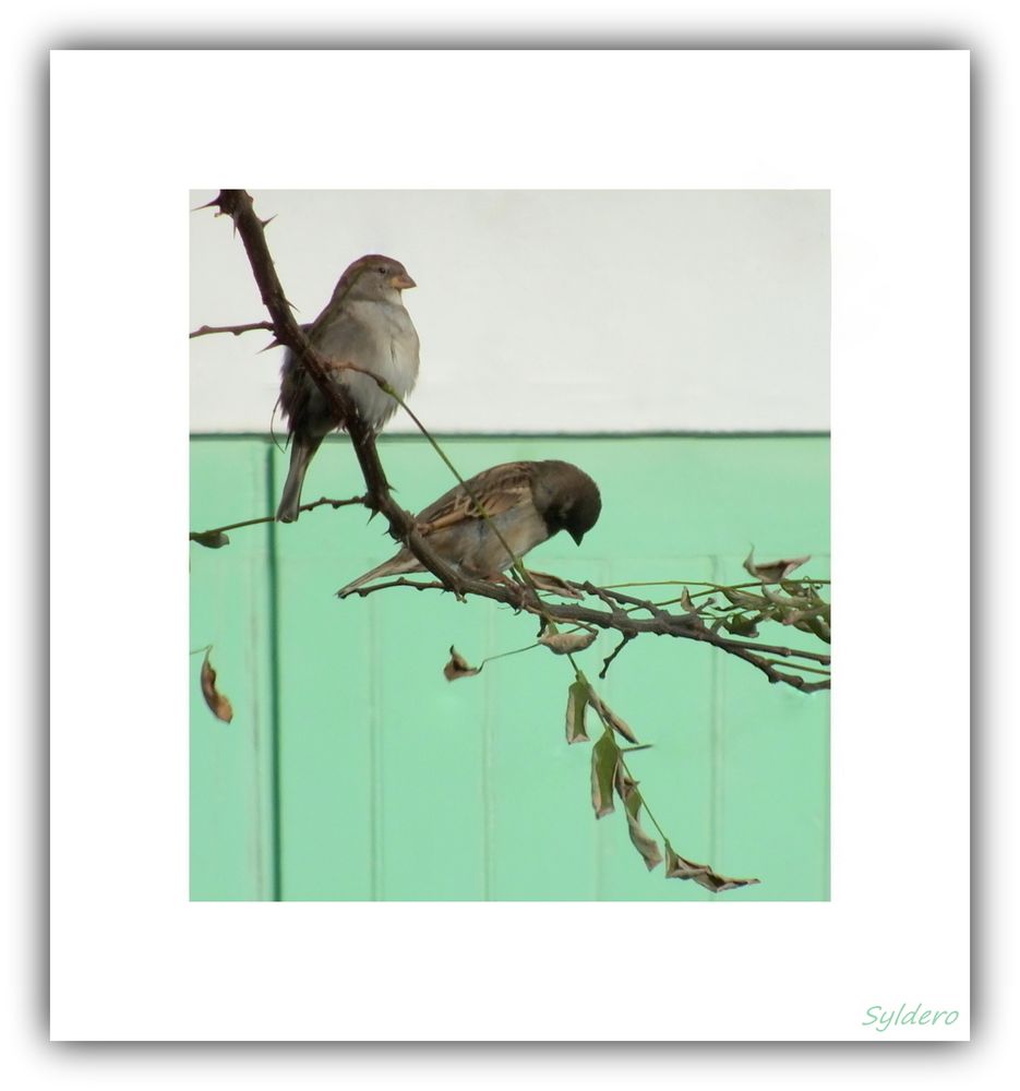 Oiseaux Sur La Branche Photo Et Image Nature Oiseaux Duo Images Fotocommunity