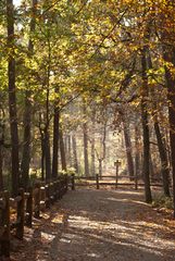 Oisterwijk - Oisterwijkse Bossen en Vennen - 01