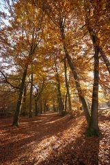 Oisterwijk - Oisterwijkse Bossen en Vennen - 03