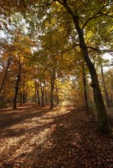 Oisterwijk - Oisterwijkse Bossen en Vennen - 05