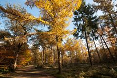 Oisterwijk - Oisterwijkse Bossen en Vennen - 06