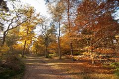 Oisterwijk - Oisterwijkse Bossen en Vennen - 07