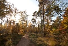 Oisterwijk - Oisterwijkse Bossen en Vennen - 08