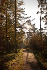 Oisterwijk - Oisterwijkse Bossen en Vennen - 09