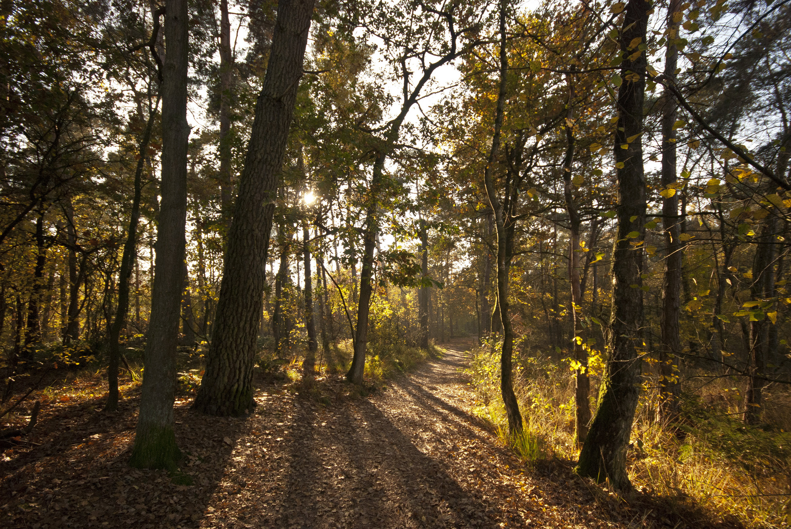 Oisterwijk - Oisterwijkse Bossen en Vennen - 12