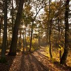 Oisterwijk - Oisterwijkse Bossen en Vennen - 12