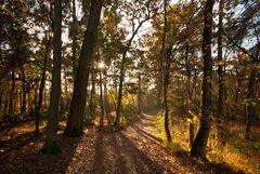 Oisterwijk - Oisterwijkse Bossen en Vennen - 12