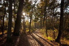 Oisterwijk - Oisterwijkse Bossen en Vennen - 15