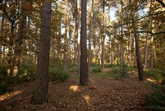 Oisterwijk - Oisterwijkse Bossen en Vennen - 16