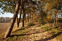 Oisterwijk - Oisterwijkse Bossen en Vennen - 17