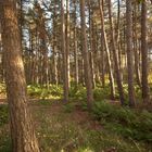 Oisterwijk - Oisterwijkse Bossen en Vennen - 18