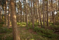 Oisterwijk - Oisterwijkse Bossen en Vennen - 18