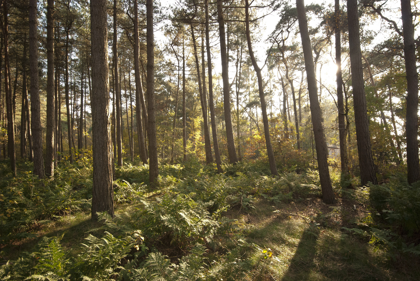 Oisterwijk - Oisterwijkse Bossen en Vennen - 20