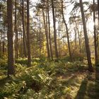 Oisterwijk - Oisterwijkse Bossen en Vennen - 20