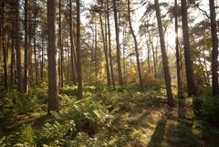 Oisterwijk - Oisterwijkse Bossen en Vennen - 20