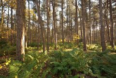 Oisterwijk - Oisterwijkse Bossen en Vennen - 21