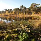 Oisterwijk - Oisterwijkse Bossen en Vennen - 24