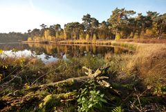 Oisterwijk - Oisterwijkse Bossen en Vennen - 24