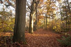 Oisterwijk - Oisterwijkse Bossen en Vennen - 27