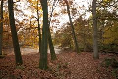 Oisterwijk - Oisterwijkse Bossen en Vennen - 28