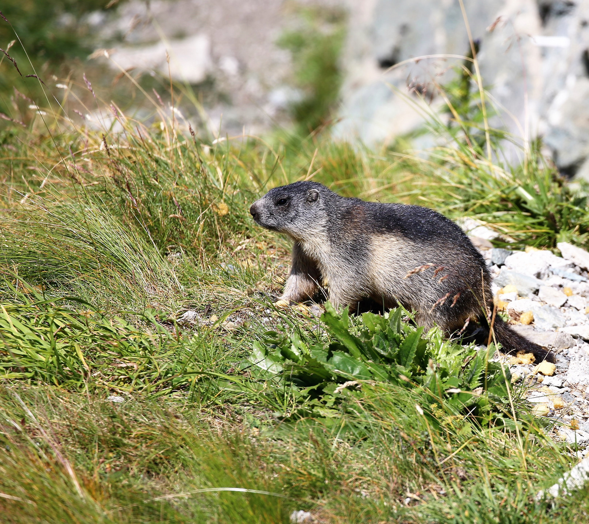 Oje, heute wieder mehr Touristen, als Murmeltiere da.