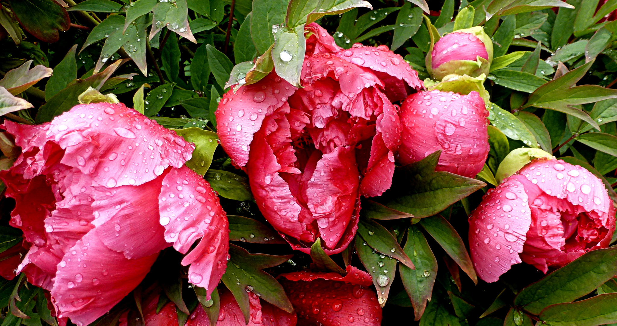 OJEEE......!!.......wie traurig sind denn diese Mittwochblüten?