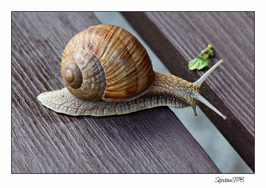 Oje...wie komme ich nur an das Blatt...ziemlich tief :-))