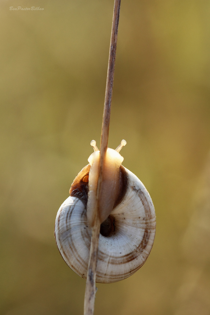 OJILLOS DORADOS