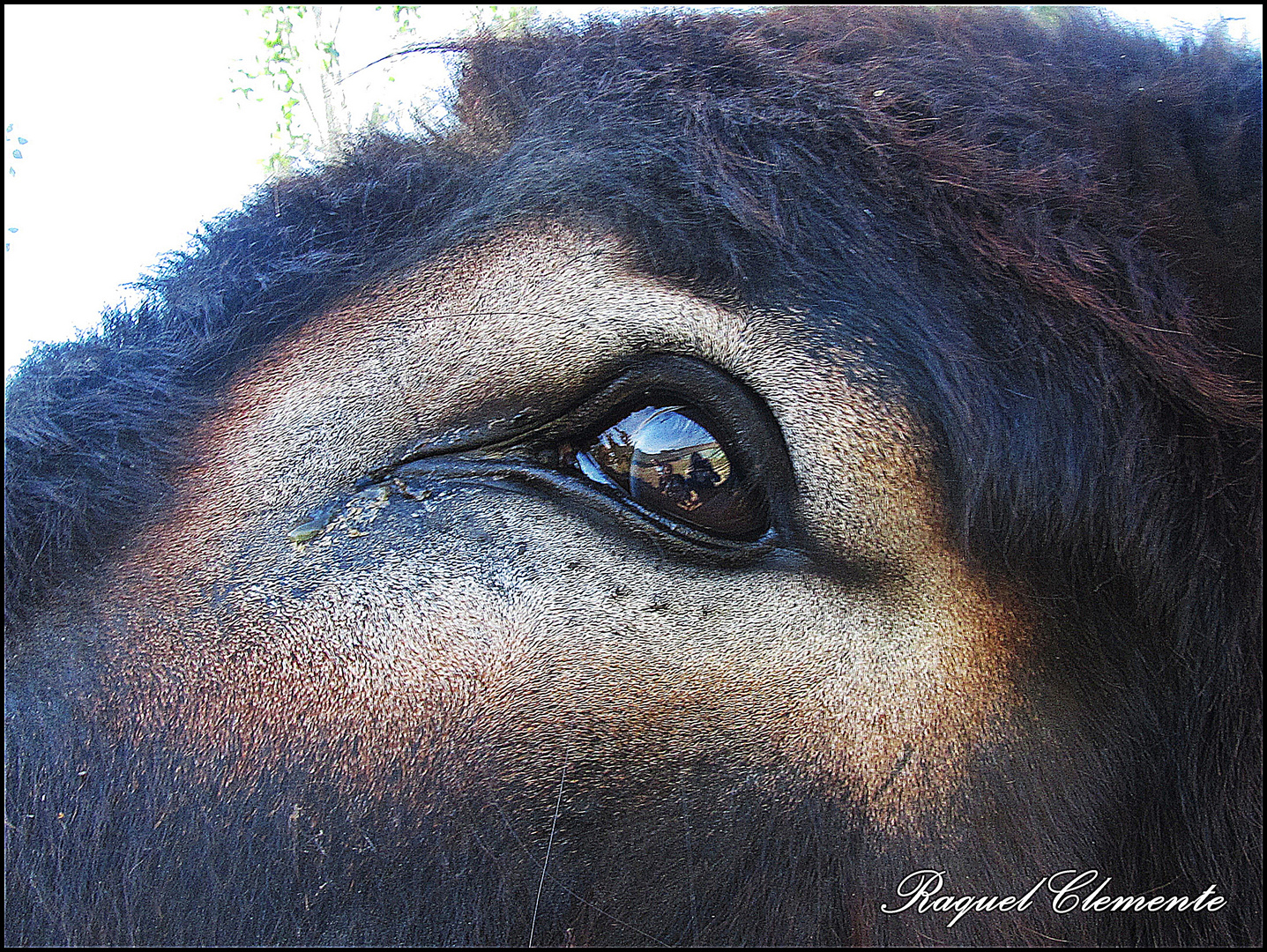 "¡Ojo Burro!"