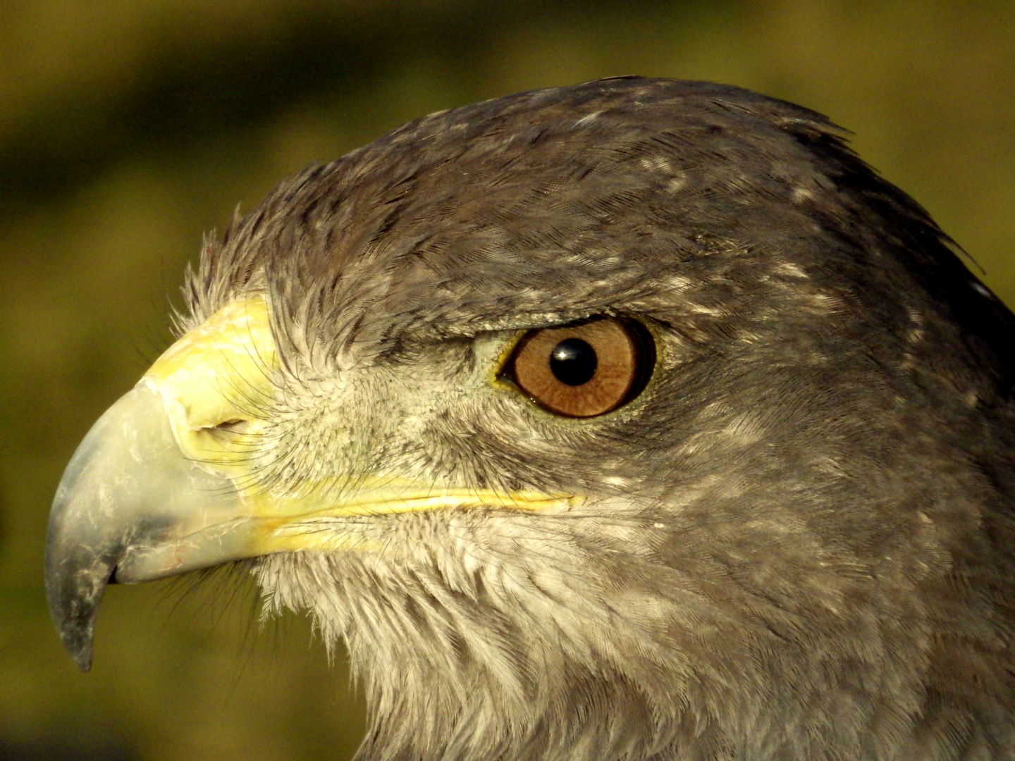 Ojo de aguila