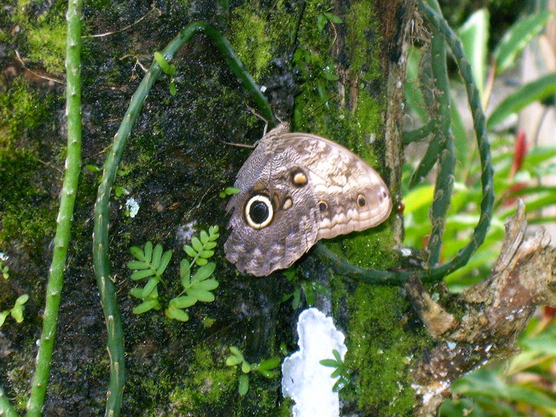 Ojo de Buho